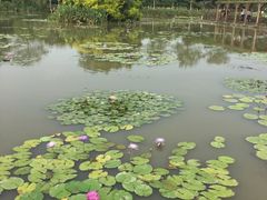 -大湾区中央湿地公园