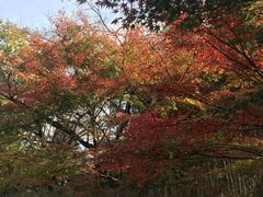 -野宫神社