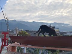 景观位-喵屿·大理花园猫咖