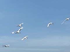 -盐城丹顶鹤湿地生态旅游区