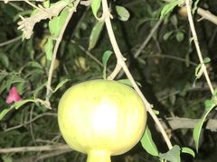 -桃园盛宴·岭南粤菜·手工茶点(南庄店)