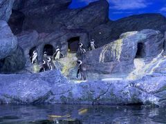 -暹罗海洋世界