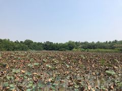 -大湾区中央湿地公园