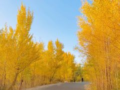-金塔沙漠胡杨林景区