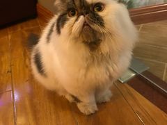 -喵园·猫主题咖啡厅·撸猫·猫咖(国贸店)