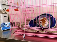 -喜多萌中农锦绣动物医院24H·猫科·牙科MRI·CT
