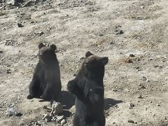 -新疆天山野生动物园