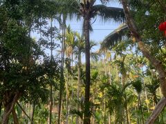 -中国科学院西双版纳热带植物园