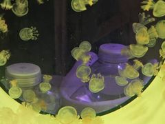 -大渔铁板烧(中山路八佰伴店)