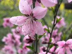 -南汇桃花村