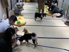 -逗柴咖啡屋·狗咖猫咖宠物桌游