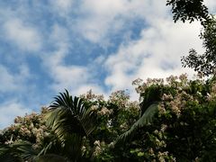 -东莞植物园