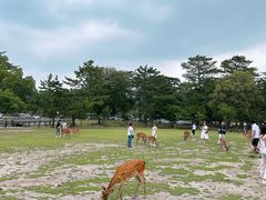 -奈良公园