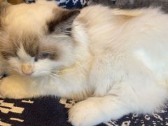 -平行世界·猫咖(首经贸店)