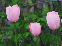 -北京国际鲜花港