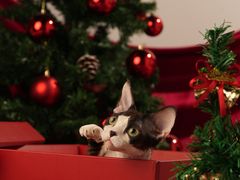 -70cat德文卷毛猫·缅因猫纯种猫舍