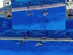 -上海海昌海洋公园