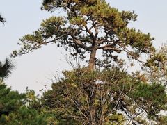 -香山公园
