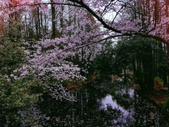 -上海共青森林公园