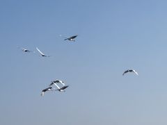 -盐城丹顶鹤湿地生态旅游区