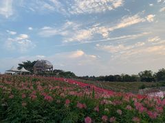 -大塘金香草谷