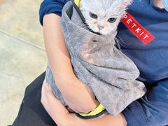 -PETKIT小佩宠物·低压洗护(国顺东路店)