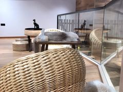 -瞄一喵猫咖(格力海岸店)