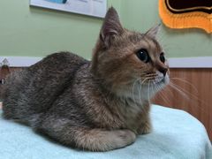 -瑞鹏宠物医院·夜间急症·心超·猫科(祖庙分店)