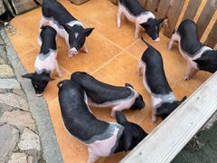 -HERRE·FARM 赫尔露营农场·团建聚会包场