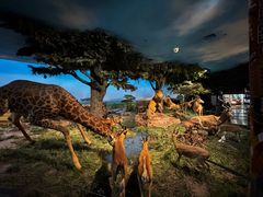 -国家自然博物馆