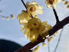 -西安华清御汤酒店