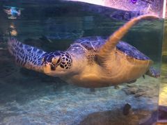 -萌宠奇缘(荣鼎店)