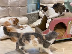 -momokira米努特·德文卷毛猫·棉花面纱犬