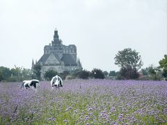 -荷兰花海