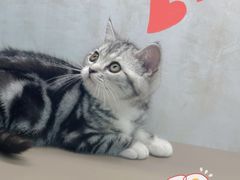 -翊宠yipet猫狗购宠庄园犬舍•猫舍