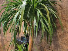 -半秋山西餐厅(襄阳万达店)