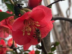 -温江公平红烧兔(总店)