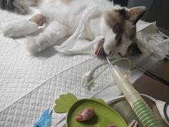 -纳吉亚猫专科动物医院·北北分院