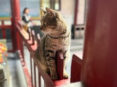 -普陀山慧济禅寺