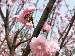 -天适樱花悠乐园