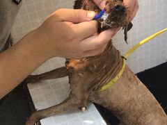 -PETKIT 小佩宠物·低压洗护·美容·寄养(安远店)