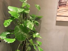 -鸽子窝(宋庄店)