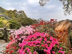 -梧桐山风景名胜区