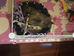 -翊宠yipet猫狗购宠庄园犬舍•猫舍