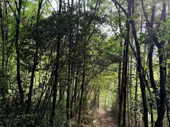 -大唐贡茶院