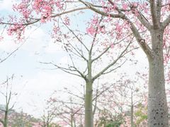 -风云岭森林公园