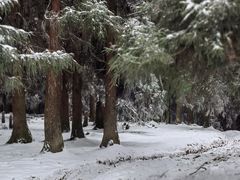 -武陵山森林公园