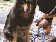 -more than meow吴止猫主题餐厅(承德 中船汇店)