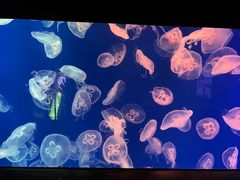 -成都浩海立方海洋公园