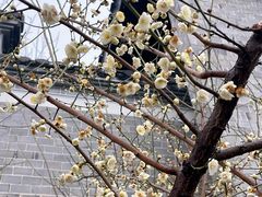-芜湖新华联大白鲸海洋公园